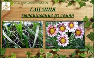 Гацания (газания) выращивание из семян, африканская ромашка