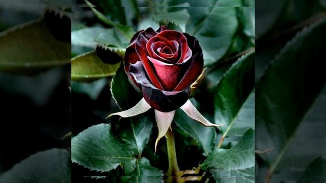 Я подарю тебе Розу смотреть онлайн