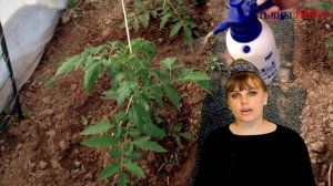 ГОРЧИЦА - экологическое УДОБРЕНИЕ! Горчичный порошок в помощь огороднику.