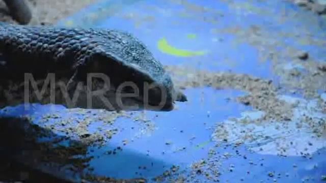 www.MyReptile.ru_Капский варан ест мадагаскарского таракана смотреть онлайн
