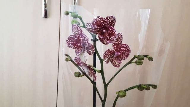 У меня новая орхидея Дикий кот ?. Принесли домой, что делать дальше? смотреть онлайн