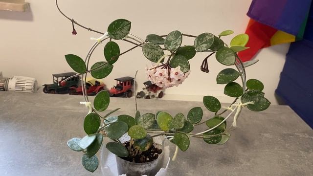 Хойя Матильда сплеш. Цветение. Matilda Splash.