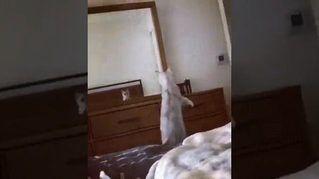 Котик узнал что у него есть ухи смотреть онлайн