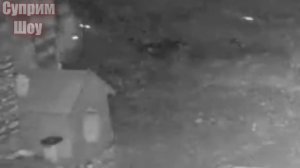 3 ВОЛКА НАПАЛИ НА СОБАКУ! ВОЛКИ ПРОТИВ СОБАК! ЧАСТЬ 2