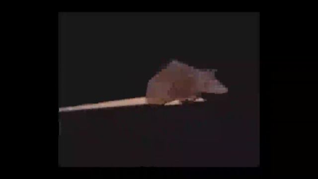 крыса жёско крутится под крутую музыку 1 час смотреть онлайн