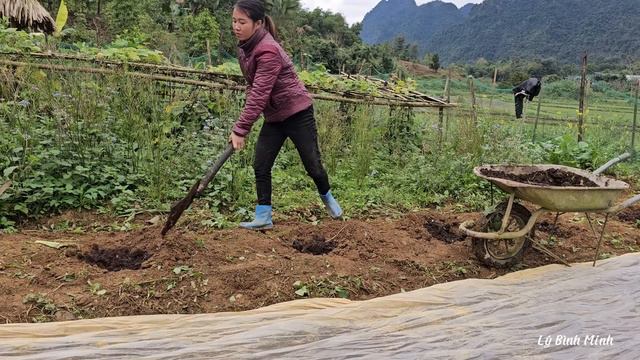 renovating the vegetable garden and planting more watermelons - efforts to develop life смотреть онлайн