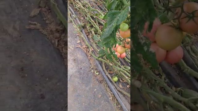 Высаживаем огурцы второй осенний урожай смотреть онлайн