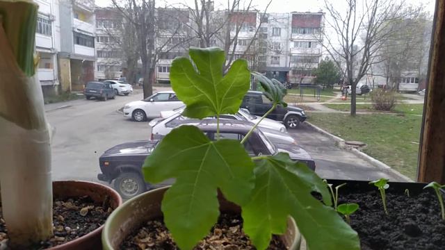 Инжир в квартире. Размножение черенкованием. 27.04.2020г. смотреть онлайн
