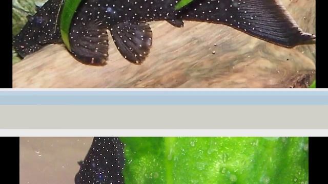 Анциструс звездчатый (Ancistrus hoplogenys) музыка смотреть онлайн