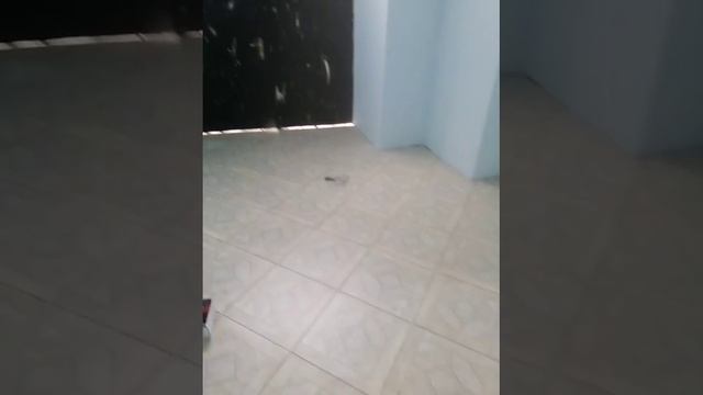 30 VID-20220621-WA0001.mp4