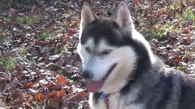 Гонки на собачьих упряжках без снега в третий раз провели в Ставрополе смотреть онлайн