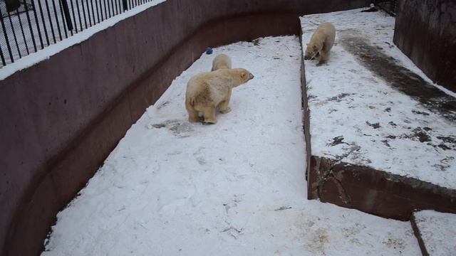 Белые медвежата исследуют новый вольер смотреть онлайн