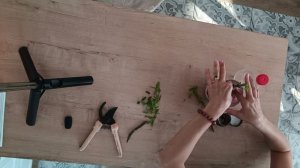 Грецкий орех из черенка.