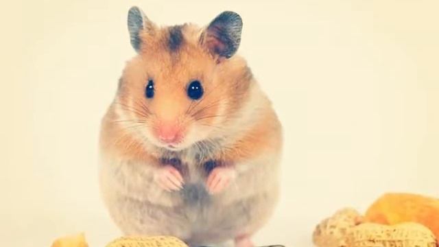 Хомячки😍😍😍Поставь им лайк!😍😍 смотреть онлайн