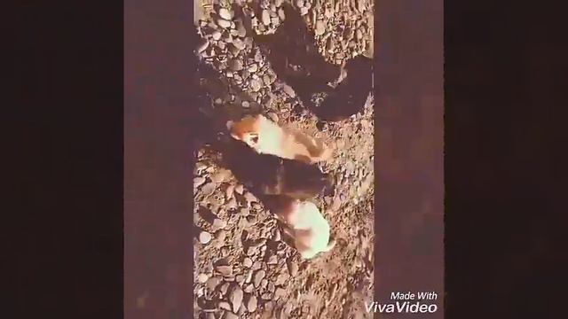 Щенки кавказцы) смотреть онлайн