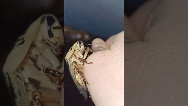 Седьмая девка у тараканов архимандритов! смотреть онлайн