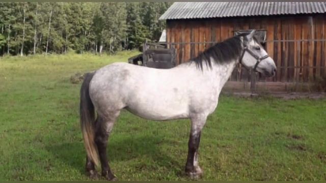 ЗОЛУШКА - Орловская рысистая лошадь смотреть онлайн