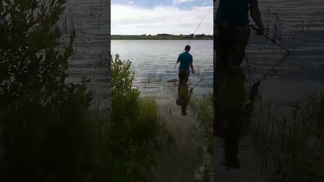 Рыбалка летом. Зеркальный карп 4300. смотреть онлайн