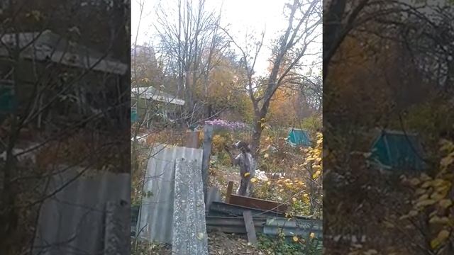 Курцхаар. Потомки отличной собаки Лисы смотреть онлайн