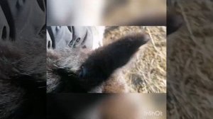 #Продажа лошадей #Спаривание#Лошади#жеребецгнедоймустанг#