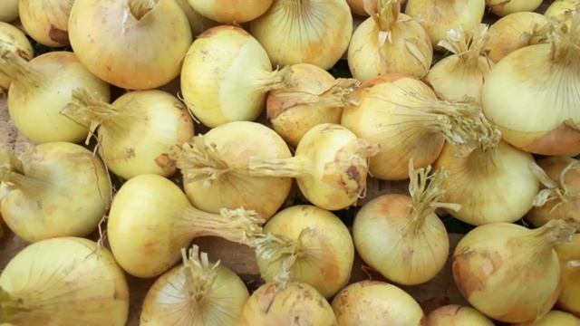 КОГДА УБИРАТЬ ЛУК. Способ хранения лука репки. смотреть онлайн