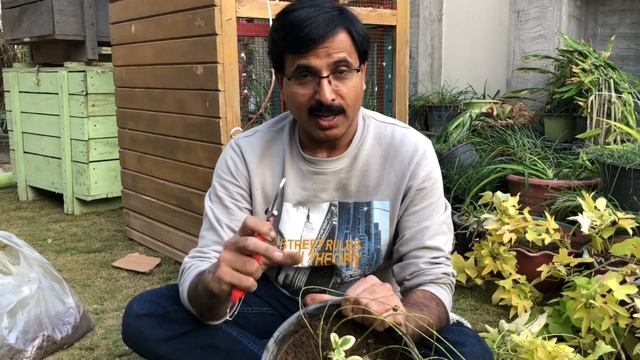 VINCA MAJOR VINE - Annual Care смотреть онлайн