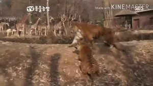 БЕНГАЛЬСКИЙ ТИГР ПРОТИВ АМУРСКОГО ТИГРА