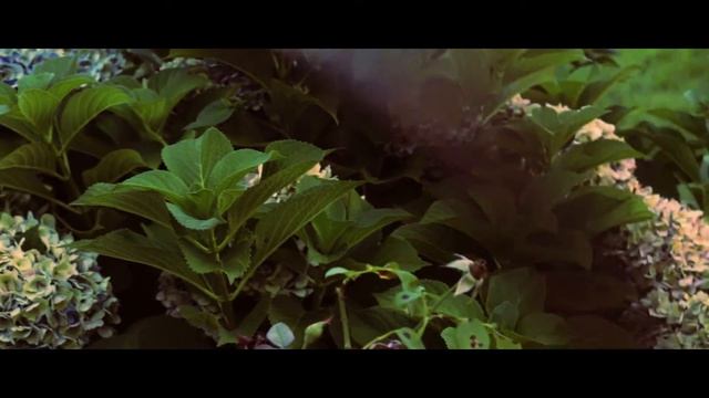 Canon T4i video test & color grade смотреть онлайн