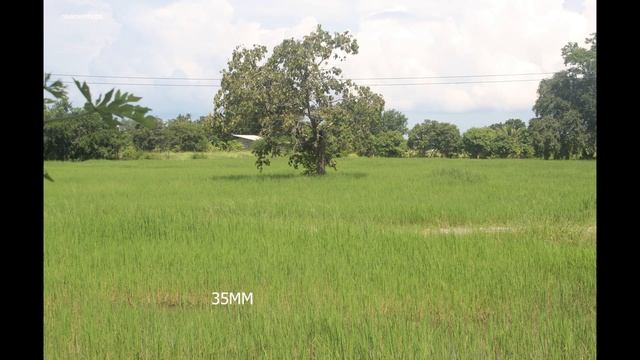 TAMRON 28-200 171D เลนส์เก่า 20 กว่าปี ถ่ายรูปปี 2022