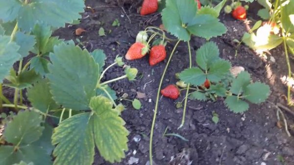 Клубника Аромас