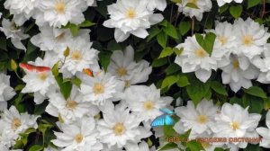 Клематис крупноцветковый Исаго (clematis isago) ? Исаго обзор: как сажать, саженцы клематиса Исаго