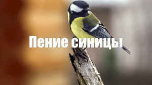 Звук пения синицы для здоровья и настроения. 1 час релакса