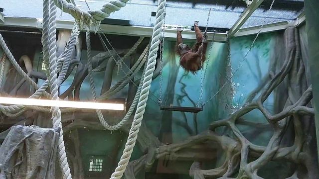 Московский зоопарк|семейный отдых смотреть онлайн