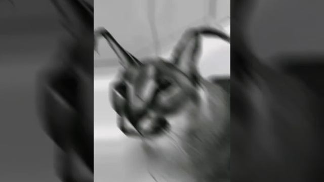 все что есть у шлепы это... смотреть онлайн