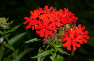 «Лихнис (Lychnis)» РЕЛАКС АРТ-ТЕРАПИЯ ИМПРОВИЗАЦИЯ композитор Виктор Анохин #музыка #piano #цветы