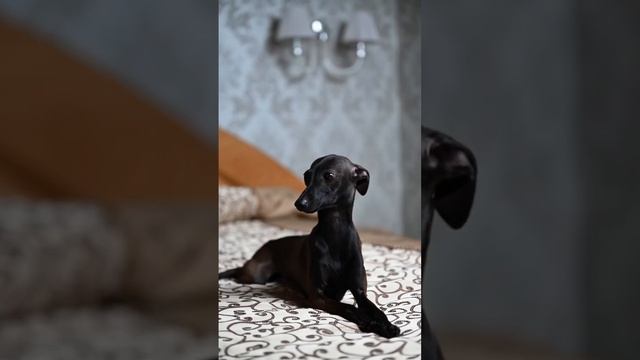 Левреточка свободна . Питомник левреток. Petit levrier Italien, Italian greyhound смотреть онлайн