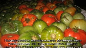 Томат Леопольд: характеристика и описание сорта