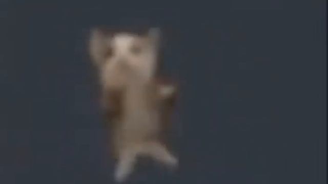 Кот танцует под весёлую музыку ? смотреть онлайн