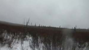 Охота на лося.Осень, ветер, снег с дождем - идеальная погода для подхода к зверю