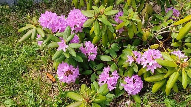 Пион Лемон Шиффон и рододендрон Розеум Элеганс. Печали и радости... смотреть онлайн