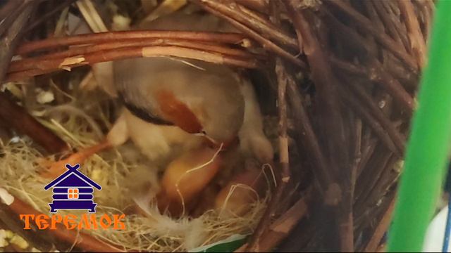 Птицы рождаются