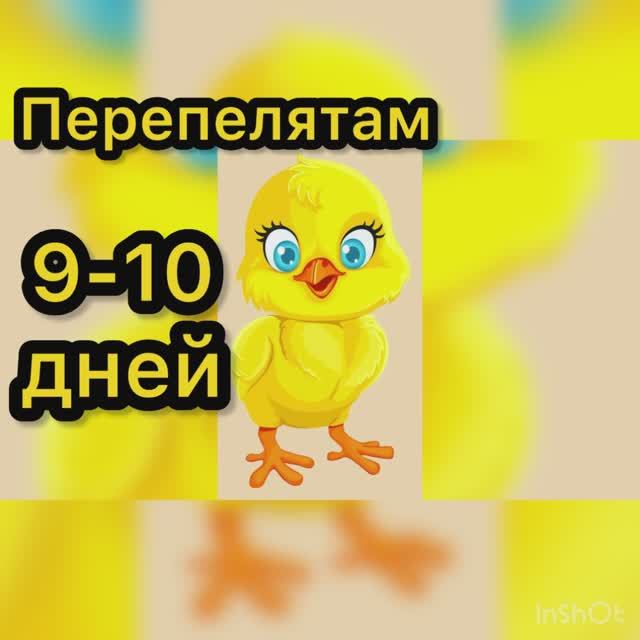Перепелятам 9-10 дней смотреть онлайн