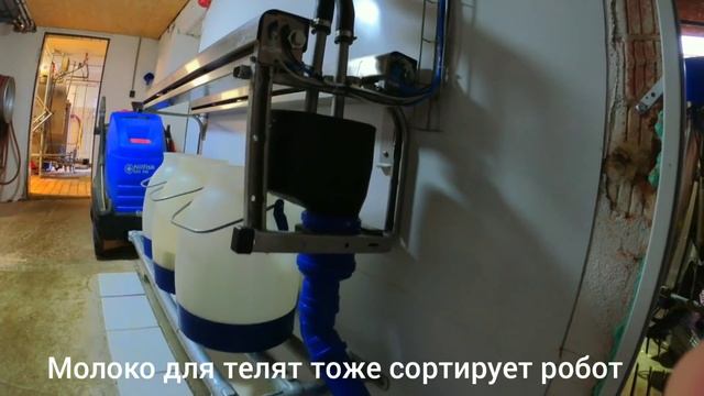 Они хотели ПРОДАТЬ КОРОВ, но нашли выход|Коровник на 300 голов ЛПХ смотреть онлайн
