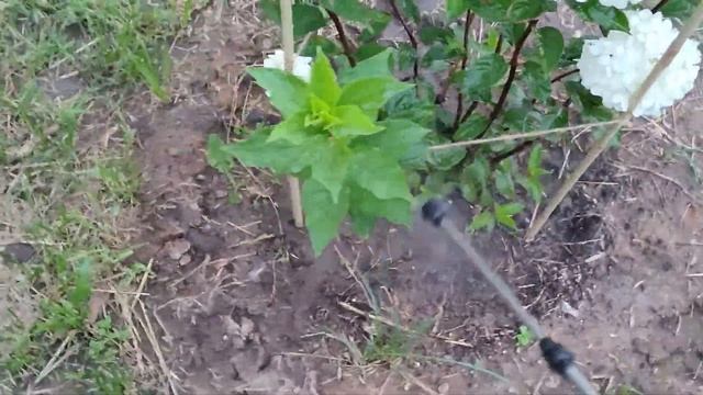 Лечим хлороз гортензии ? смотреть онлайн