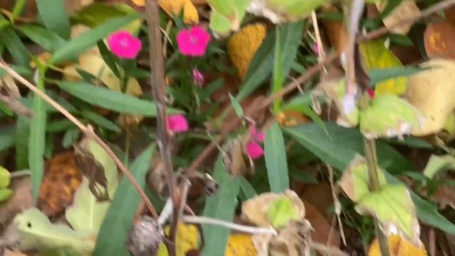 Episode 319: Part 1 of my Organic Food Forest in the Fall & How to Transplant a Paw Paw Tree. смотреть онлайн