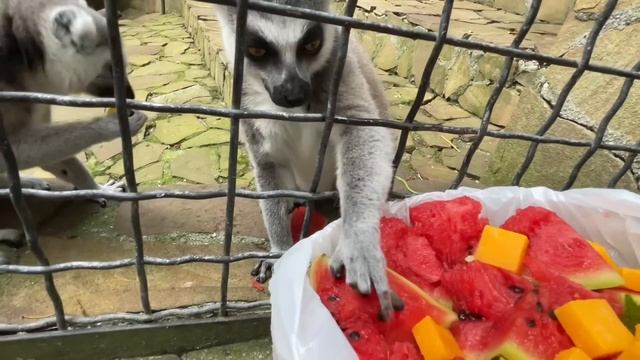 А Вы знаете, что больше предпочитают лемуры манго или арбуз? смотреть онлайн