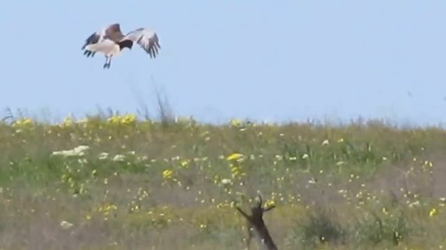 Заяц прыгает смотреть онлайн