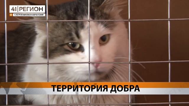 Спецрепортаж 41 регион О Ярмарке социальных инициатив 2022 смотреть онлайн