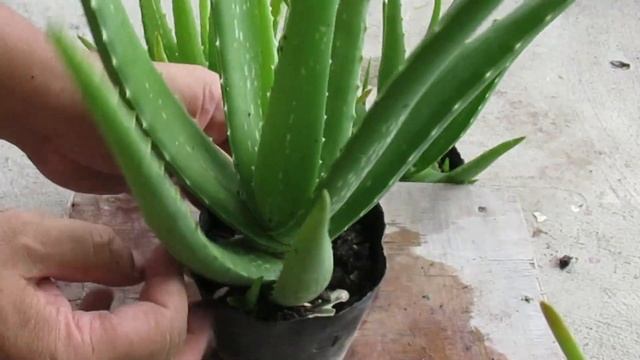 When and How Often Do You Harvest Aloe vera? смотреть онлайн