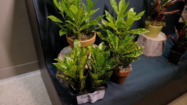 Seagroatt Ricccardi's Croton Featurette смотреть онлайн